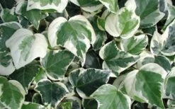 Variegated Algerian Ivy (Hedera Algeriensis 'Gloire De Marengo') - 6 Pack Of Pint Pots -Foliage Dream Sales Store 3554 ravensholst ivy 1