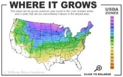 The Blues Colorado Spruce (Picea Pungens) - 6 Gallon Pot (2-3') 10 The Blues Colorado Spruce (Picea Pungens) - 6 Gallon Pot (2-3') -Foliage Dream Sales Store 3A 8A 13