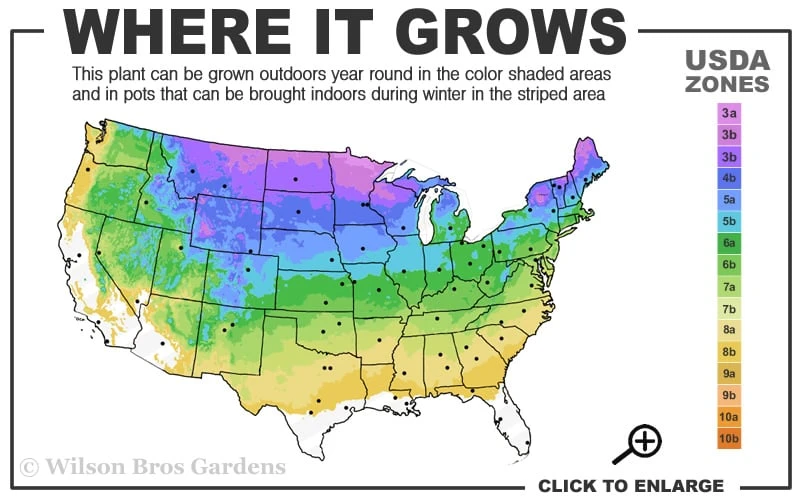 Sea Urchin Miniature Eastern White Pine - 2 Gallon Pot 3 Sea Urchin Miniature Eastern White Pine - 2 Gallon Pot - Image 3