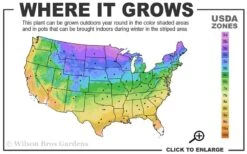 Candy Stripe Creeping Phlox - 5 Pack Of Quart Pots -Foliage Dream Sales Store 3a 9b 10