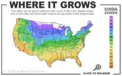 Coral Drift Groundcover Rose - 3 Gallon Pot 8 Coral Drift Groundcover Rose - 3 Gallon Pot -Foliage Dream Sales Store 4a 11 4