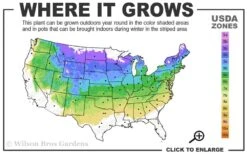 Vanderwolf's Pyramid Limber Pine (Pinus Flexilis) - 1 Gallon Pot -Foliage Dream Sales Store 4a 8a