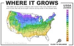 King's Gold Sawara False Cypress - 3 Gallon Pot 6 King's Gold Sawara False Cypress - 3 Gallon Pot -Foliage Dream Sales Store 4a 8b 3