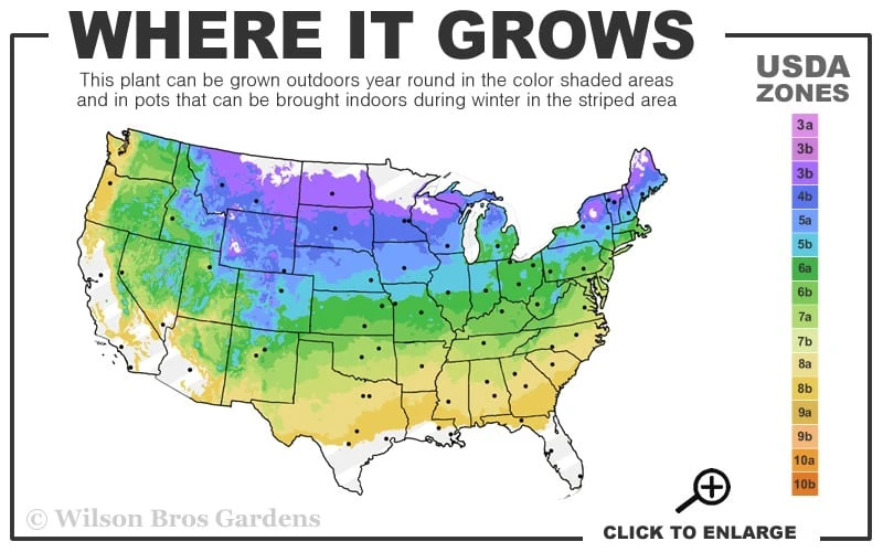 Frank's Columnar Austrian Black Pine (Pinus Nigra) - 6 Gallon Pot 3 Frank's Columnar Austrian Black Pine (Pinus Nigra) - 6 Gallon Pot - Image 3