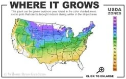 Horstmann's Silberlocke Korean Fir - 2 Gallon Pot -Foliage Dream Sales Store 4a 8b thumbnail 3