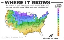 Gold Lace Juniper - 6 Pack Of 1 Gallon Pot -Foliage Dream Sales Store 4a 9a