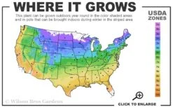 Japanese Painted Fern - 10 Count Flat Of Quart Pots 9 Japanese Painted Fern - 10 Count Flat Of Quart Pots -Foliage Dream Sales Store 4a 9b 3