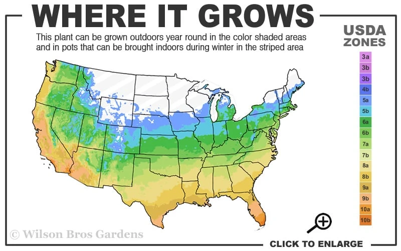 Needlepoint Ivy (Hedera Helix) - 8 Pack Of 2.5" Pots 3 Needlepoint Ivy (Hedera Helix) - 8 Pack Of 2.5" Pots - Image 3