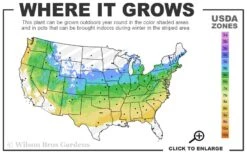 Orange Flame Japanese Maple - 2 Gallon Pot 8 Orange Flame Japanese Maple - 2 Gallon Pot -Foliage Dream Sales Store 5a 8b 15