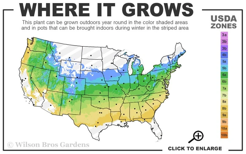 Fireglow Red Leaf Japanese Maple - 5 Gallon Pot (3-4') 3 Fireglow Red Leaf Japanese Maple - 5 Gallon Pot (3-4') - Image 3