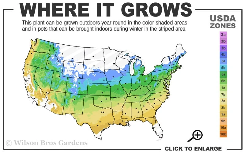 Garnet Laceleaf Japanese Maple - 3 Gallon Pot 3 Garnet Laceleaf Japanese Maple - 3 Gallon Pot - Image 3