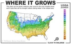 Crescent Moon Japanese Maple (Acer Palmatum 'Mikazuki') - 5 Gallon Pot -Foliage Dream Sales Store 5a 9a 35