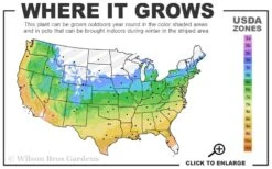 Glowing Embers Japanese Maple - 3 Gallon Pot 11 Glowing Embers Japanese Maple - 3 Gallon Pot -Foliage Dream Sales Store 5a 9b 48