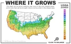 Big Blue Liriope - 6 Pack Of Pint Pots -Foliage Dream Sales Store 5b 11 5