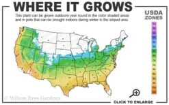 Orange Dream Japanese Maple - 2 Gallon Pot -Foliage Dream Sales Store 5b 9b 1