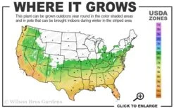 Snow Flurry Hardy Gardenia - 1 Gallon Pot -Foliage Dream Sales Store 6a 10a 1