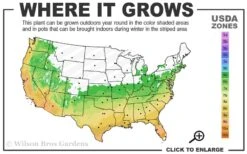 Summer Snow Gardenia - 3 Gallon Pot -Foliage Dream Sales Store 6a 10a