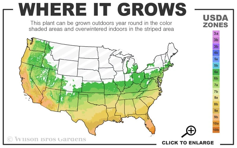 Crown Jewel Gardenia - 6-Pack Of 1 Gallon Pots 3 Crown Jewel Gardenia - 6-Pack Of 1 Gallon Pots - Image 3