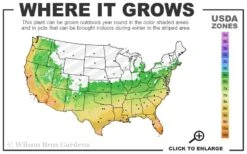 Variegated Liriope (Monkey Grass / Lilyturf) - 6 Pack Of 1 Gallon Pots -Foliage Dream Sales Store 6a 11 1