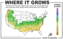 Coastal Azalea (Rhododendron Atlanticum) - 1 Gallon Pot -Foliage Dream Sales Store 6a 8b