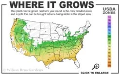Orion Dwarf Red Japanese Maple - 5 Gallon Pot 8 Orion Dwarf Red Japanese Maple - 5 Gallon Pot -Foliage Dream Sales Store 6a 9a 2