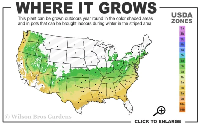 Orion Dwarf Red Japanese Maple - 2 Gallon Pot 3 Orion Dwarf Red Japanese Maple - 2 Gallon Pot - Image 3