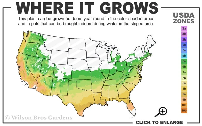 Lady Banks Yellow Rose - 5 Gallon Pot 3 Lady Banks Yellow Rose - 5 Gallon Pot - Image 3