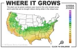 Beni Hime Dwarf Japanese Maple - 3 Gallon Pot -Foliage Dream Sales Store 6a 9b 15