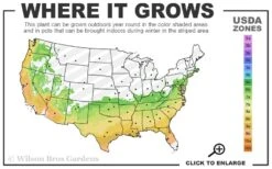 Heaven Scent Gardenia - 2 Gallon Pot -Foliage Dream Sales Store 6b 9b 2