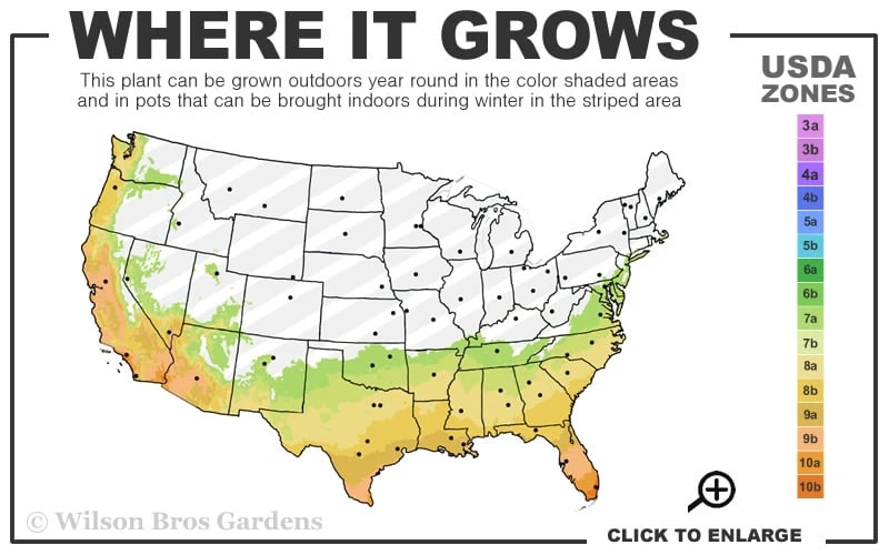 Pringles Dwarf Podocarpus Yew - 6 Pack Of 1 Gallon Pots 3 Pringles Dwarf Podocarpus Yew - 6 Pack Of 1 Gallon Pots - Image 3