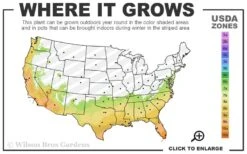 Woodlanders Cold Hardy Red Bottlebrush - Callistemon - 1 Gallon Pot 8 Woodlanders Cold Hardy Red Bottlebrush - Callistemon - 1 Gallon Pot -Foliage Dream Sales Store 7a 10b 52