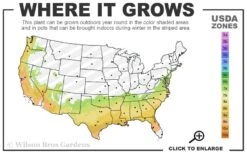 Double Mint Gardenia - 6 Pack Of 1 Gallon Pots -Foliage Dream Sales Store 7a 9b