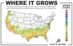 Miles High Weeping Deodar Cedar - 1 Gallon Pot -Foliage Dream Sales Store 7a 9b thumbnail 1