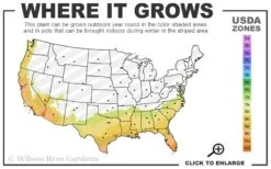 Asian Jasmine - Asiatic Jasmine - 6 Pack Of Pint Pots -Foliage Dream Sales Store 7b 10b 6