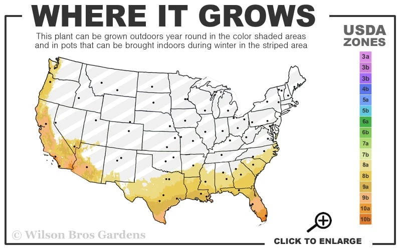Confederate Jasmine Vine (Trachelospermum Jasminoides) - 6 Pack Of 1 Gallon Pots 3 Confederate Jasmine Vine (Trachelospermum Jasminoides) - 6 Pack Of 1 Gallon Pots - Image 3