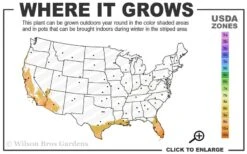 Little Prince Banana Plant - 1 Gallon Pot -Foliage Dream Sales Store 9a 11