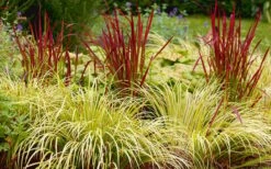 Golden Sweet Flag (Acorus Gramineus 'Ogon') - 6 Pack Of Pint Pots -Foliage Dream Sales Store Acorus Ogon 103 1