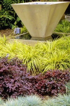 Golden Sweet Flag (Acorus Gramineus 'Ogon') - 6 Pack Of Pint Pots -Foliage Dream Sales Store Acorus Ogon 104 1