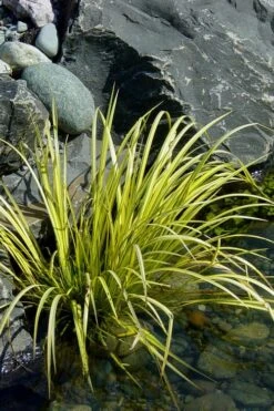 Golden Sweet Flag - Acorus Gramineus 'Ogon' - 8 Pack Of 1 Gallon Pots -Foliage Dream Sales Store Acorus Ogon 105