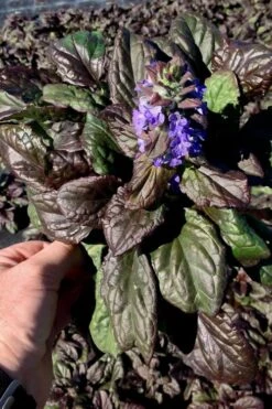 Catlins Giant Ajuga - Bugleweed - 5 Pack Of Pint Pots -Foliage Dream Sales Store Ajuga Catlins Giant 10 3