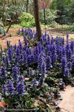 Catlins Giant Ajuga - Bugleweed - 1 Gallon Pot -Foliage Dream Sales Store Ajuga Catlins Giant 20 1