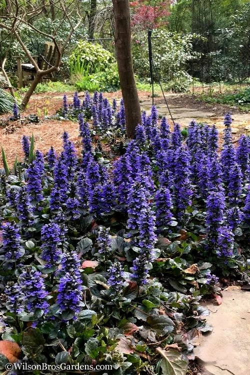 Catlins Giant Ajuga - Bugleweed - 6 Pack Of 3.5" Pint Pots 4 Catlins Giant Ajuga - Bugleweed - 6 Pack Of 3.5" Pint Pots - Image 4