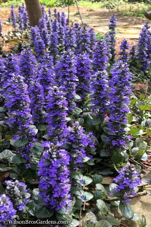 Catlins Giant Ajuga - Bugleweed - 6 Pack Of 3.5" Pint Pots 1 Catlins Giant Ajuga - Bugleweed - 6 Pack Of 3.5" Pint Pots