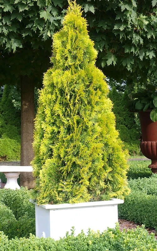 Highlights Arborvitae Thuja Janed Gold - 3 Gallon Pot 1 Highlights Arborvitae Thuja Janed Gold - 3 Gallon Pot