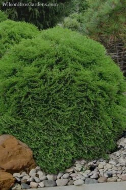 Tiny Tim Dwarf Globe Arborvitae - 2 Gallon Pot -Foliage Dream Sales Store Arborvitae Tiny Tim 11