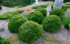 Tiny Tim Dwarf Globe Arborvitae - 2 Gallon Pot -Foliage Dream Sales Store Arborvitae Tiny Tim Grouping