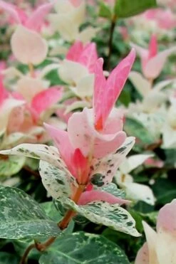 Snow N Summer Asiatic Jasmine - 1 Gallon Pot -Foliage Dream Sales Store Asian Jasmine Snow N Summer 16