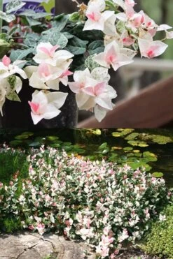 Snow N Summer Asiatic Jasmine - 1 Gallon Pot -Foliage Dream Sales Store Asian Jasmine Summer N Snow 2