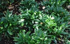 Dwarf Green Aucuba - Japanese Laurel - 3 Gallon Pot -Foliage Dream Sales Store Aucuba Dwarf Green 1