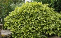 Gold Dust Aucuba - Japanese Laurel - 3 Gallon Pot -Foliage Dream Sales Store Aucuba Gold Dust 14 1